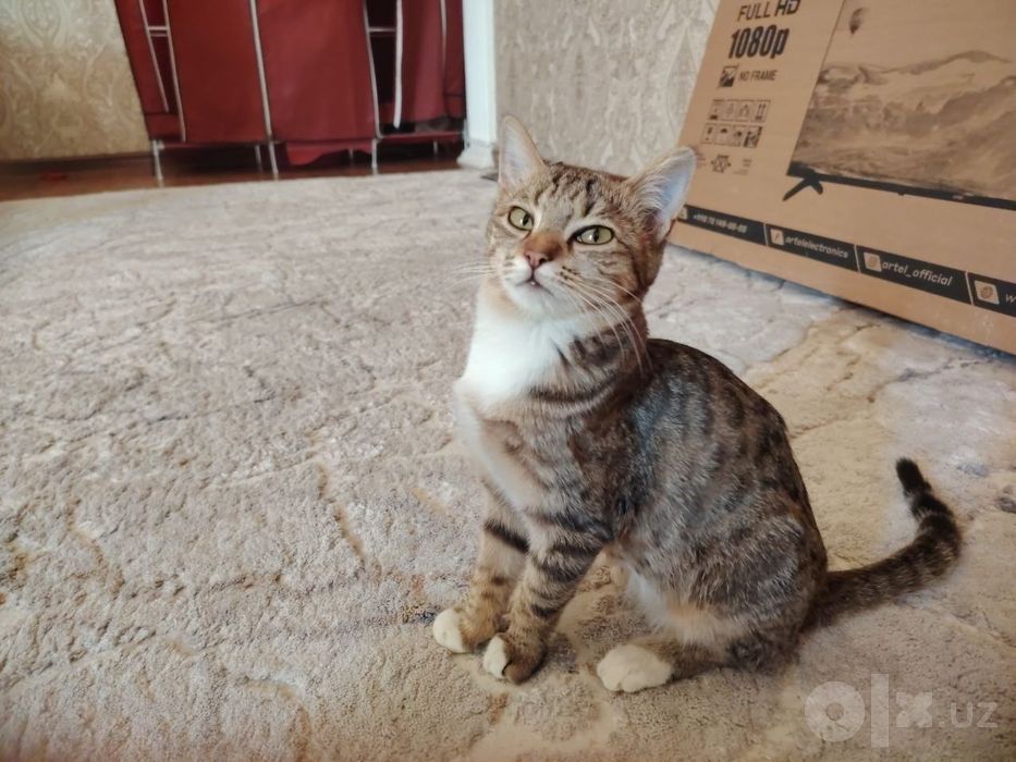 Кошка, котёнок mushukcha в добрые руки