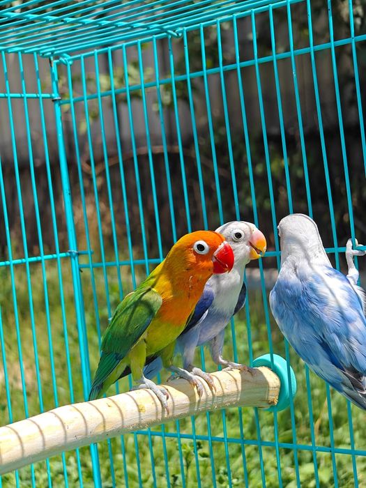 Попугай неразлучник