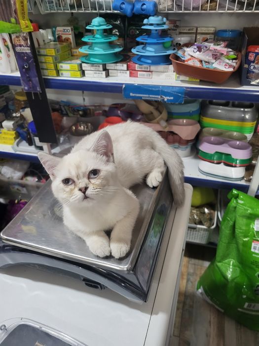 Продам котёнка девочка 2.5 месяца