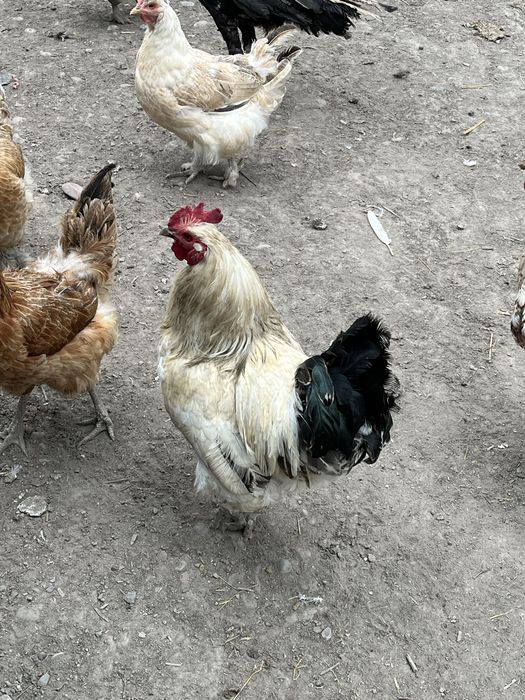 продам домашних петухов