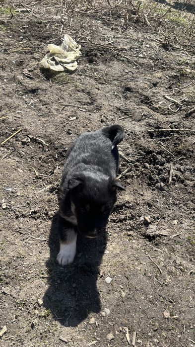 Шенок от лайкий продам