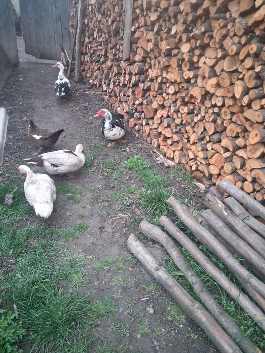 Vând Rațe Leșești