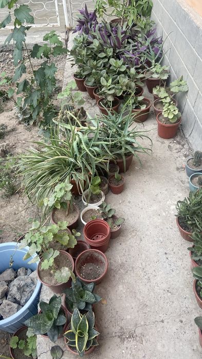 Xona gullari gullar bo