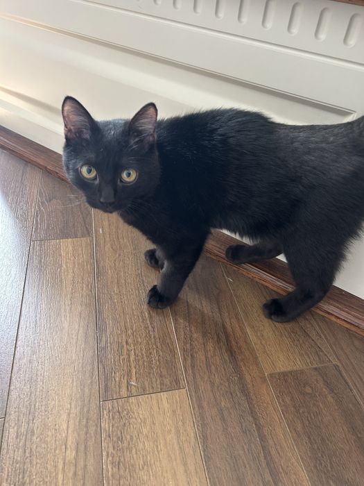 Котенок кот котик