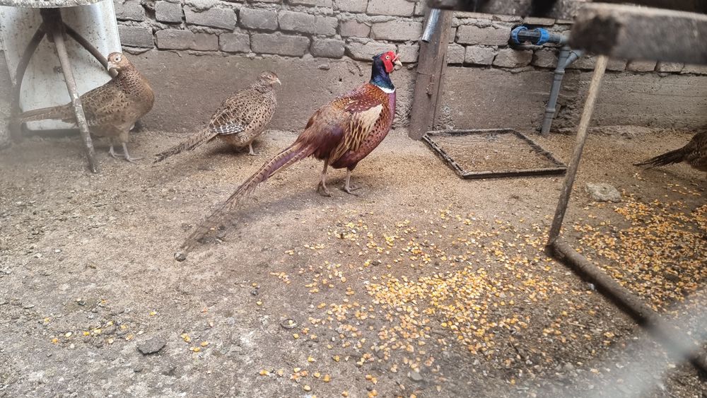 Vand Oua Gaini de Rasa