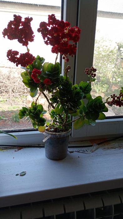 Ростения домашние