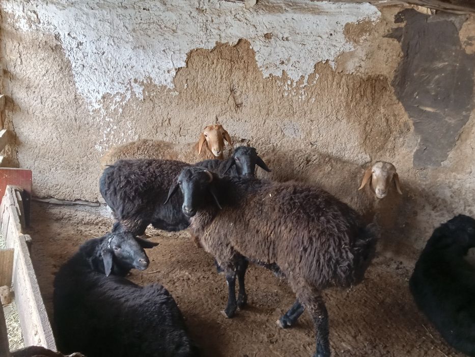 Qo'ylar sotiladi