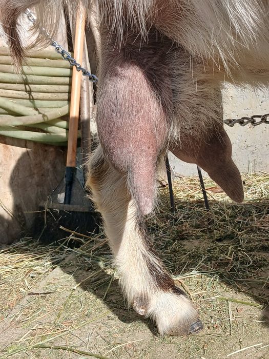 Vand capra tanara