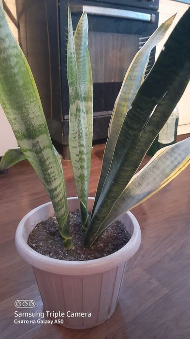 комнотные  цветы