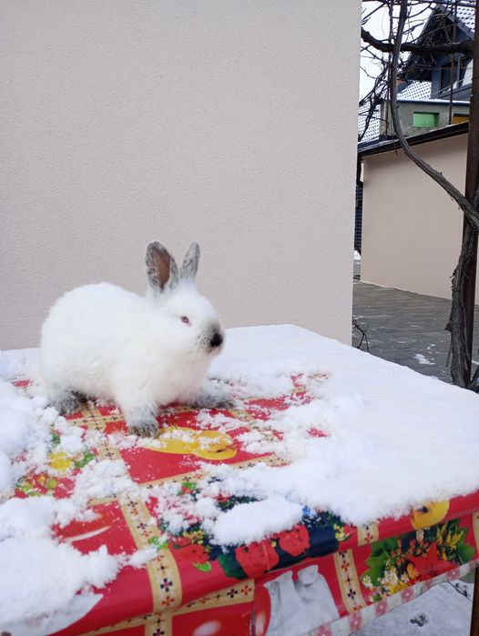 Iepuri californian pui