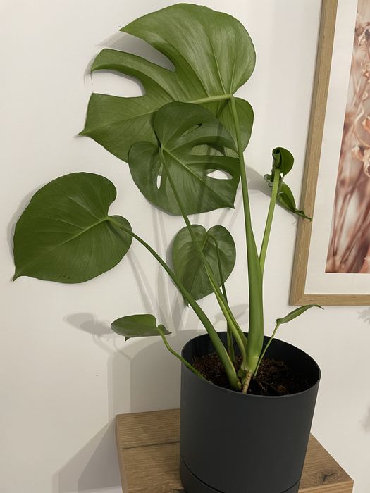 Monstera Deliciosa 60 cm , Plante verzi