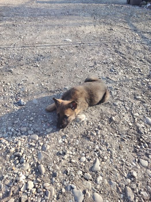 Vând/schimb genți cu anvelope M/S!