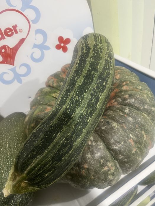 Кабачки домашние