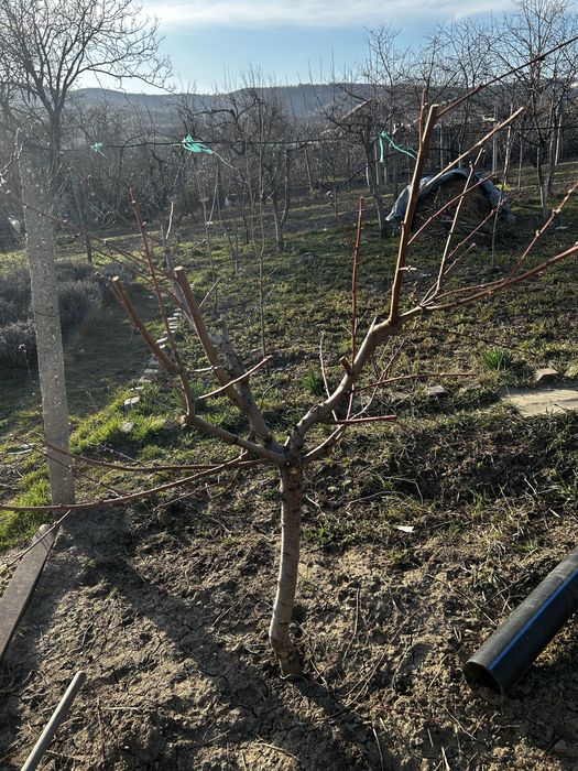 Taiere pomi fructiferi