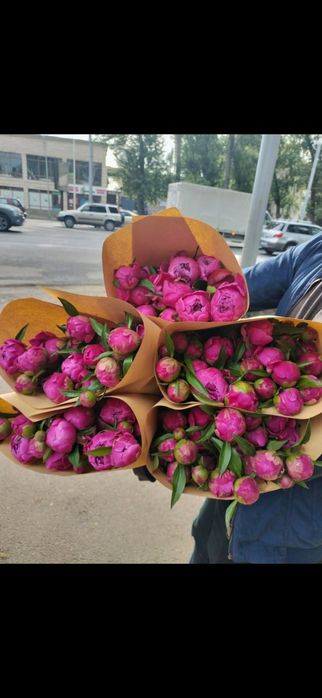 Пионы ароматные в бутонах