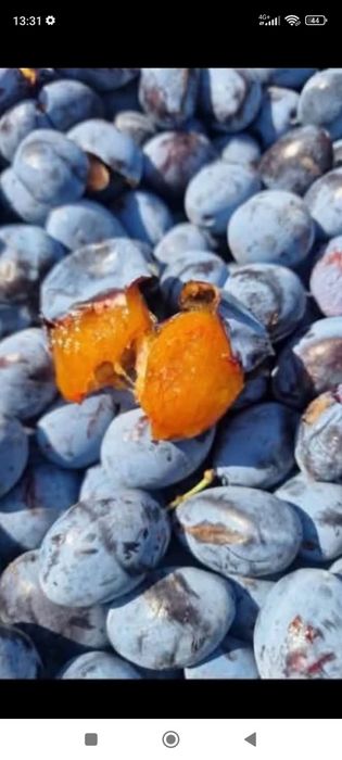 0733207585 vând prune de țuică livrarea se face gratuit la domiciliul clientului pentru detalii 0733207585