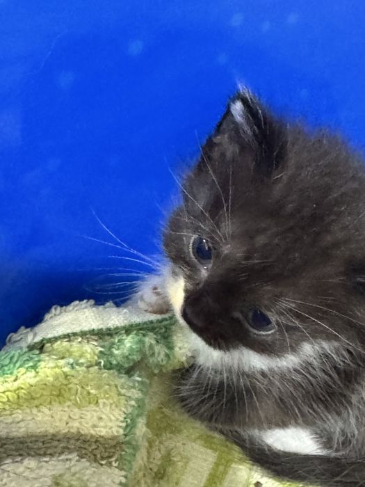 Отдам даром кошки