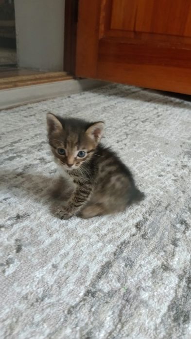 Котята в хорошие руки