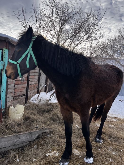 Продам кобылу 5 летка