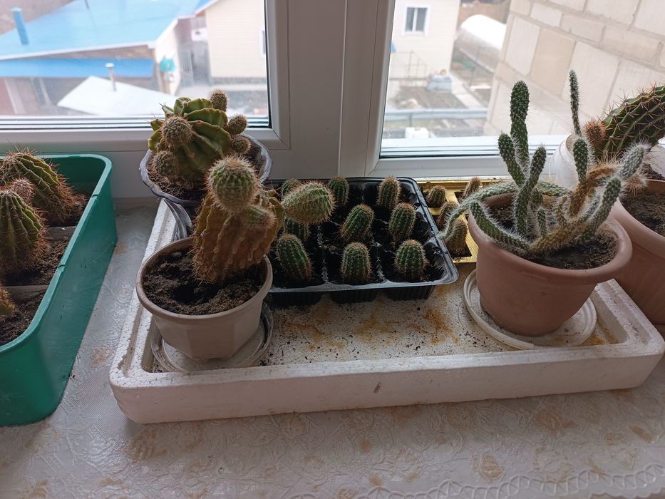 Продам комнатные кактусы