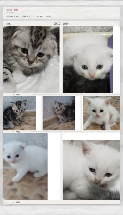 Продам породистых котят.