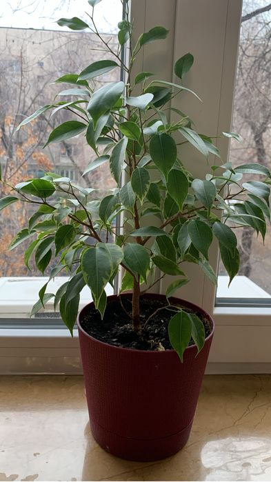 Продаю комнатные цветы