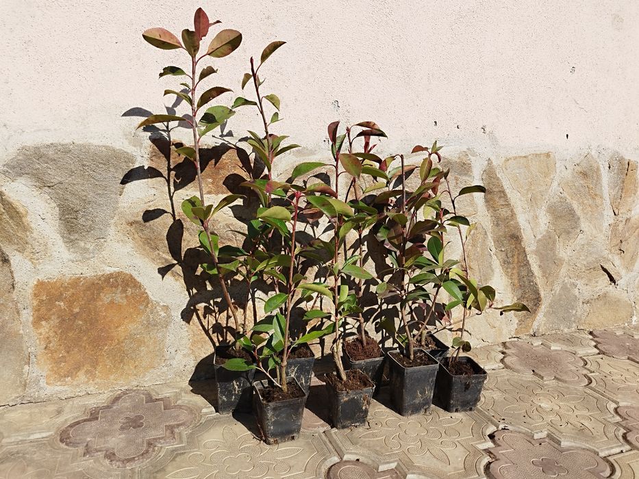 Photinia Red Robin 40-60 cm