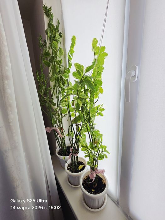 Цветы разные все аместе продаю