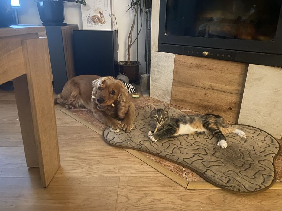 Котенце търси дом