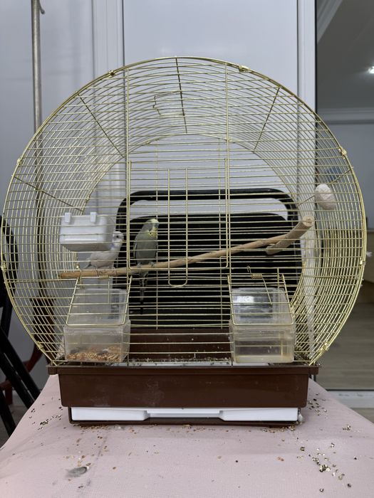 Продаю клетку попугаи в подарок