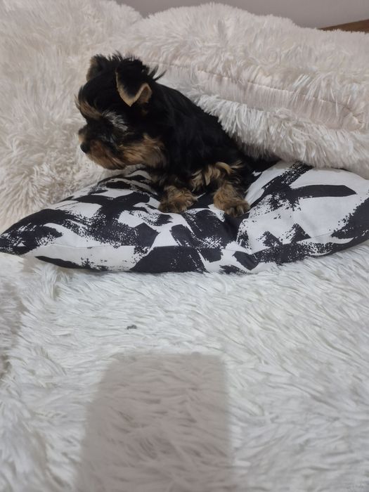 Йоркширски териер