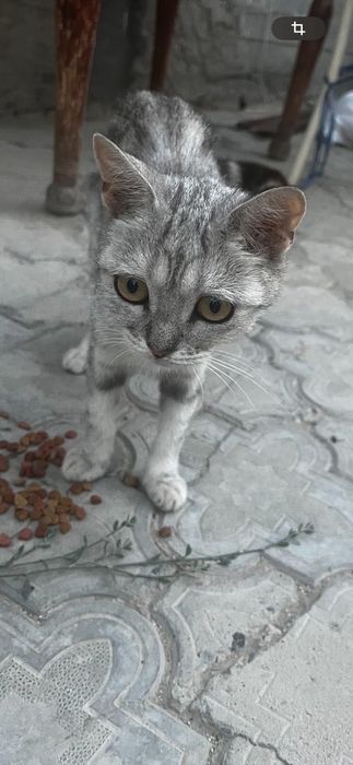 Шотландская прямоухая кошка