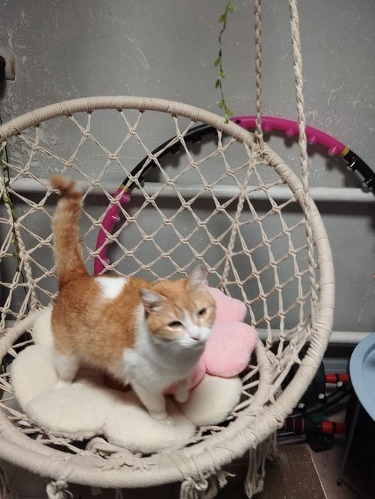 Кисы в добрые ручки