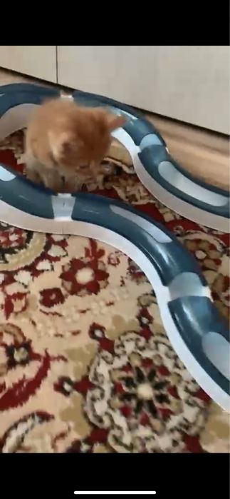 Котята рыжие