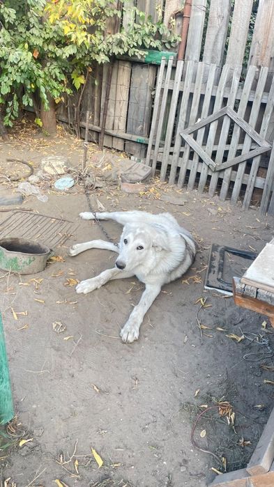 Лайка и алабай помес