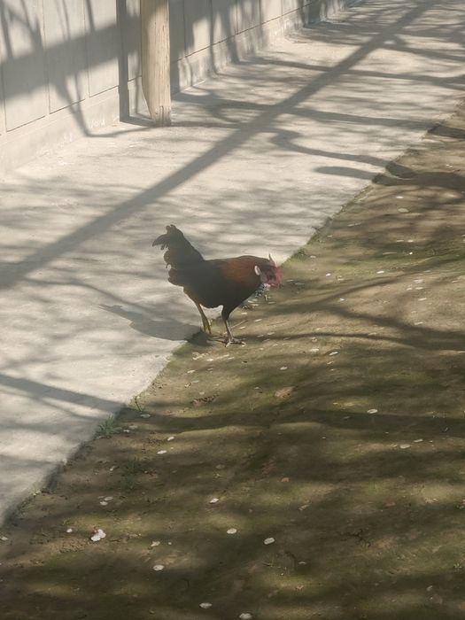 Yapon tovuq va xorozlari sotiladi