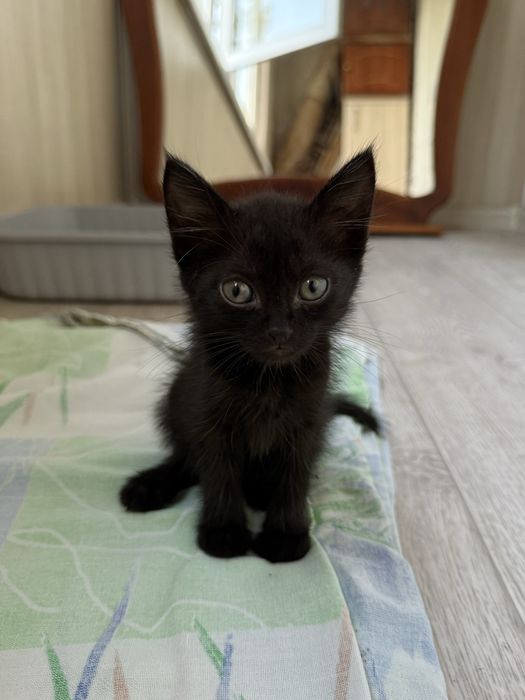 срочно! заберите котенка!