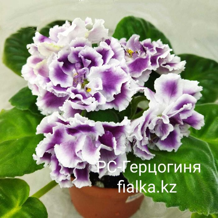 Сортовые фиалки!