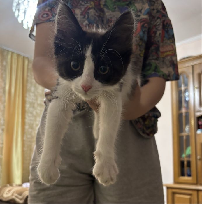 Котенок в добрые руки