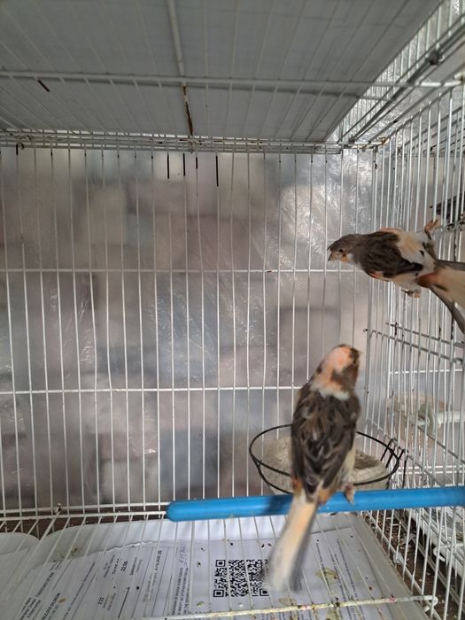 Продаются  конарейки