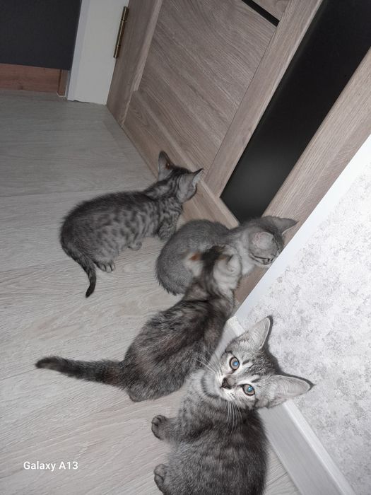 Отдам котят в добрые руки