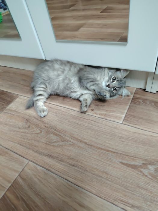 Отдам кошечкк в добрые руки... 4 месяца