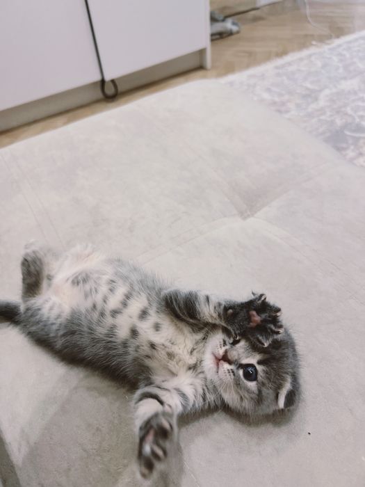 Милая котёнок девочка 1,5 месяца