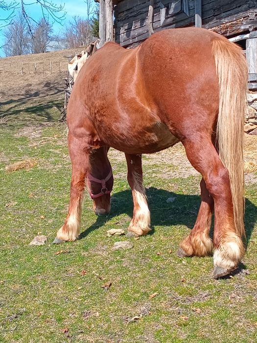 Vând iapă de 8 ani