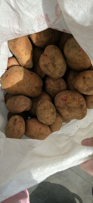 Продам домашний картофель