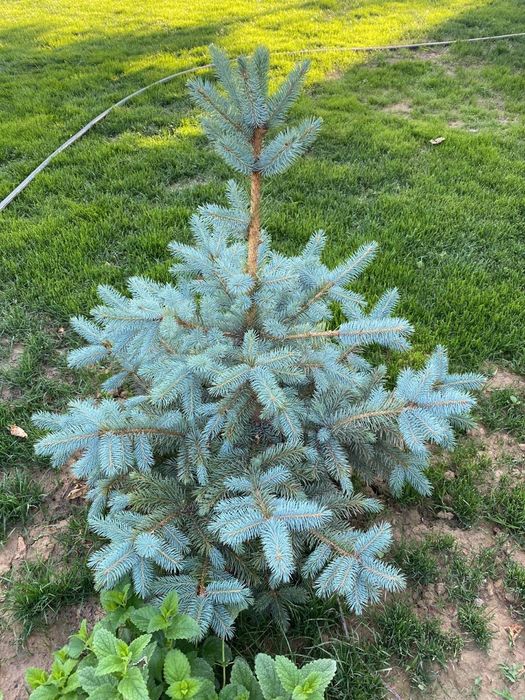 Туя. Книжный, садда, компактный.