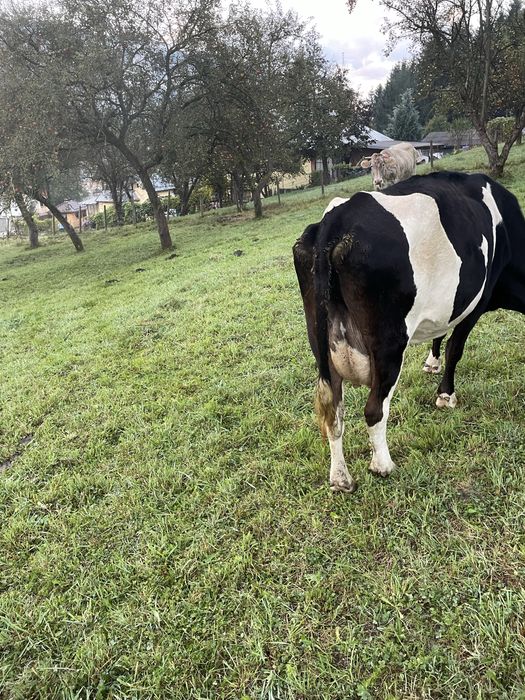 Vand vaca buna de lapte