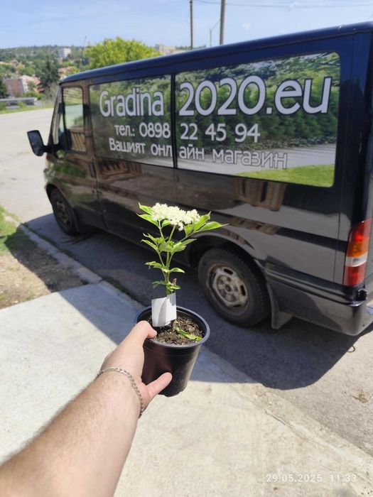 Бъз - Бял   Разсад