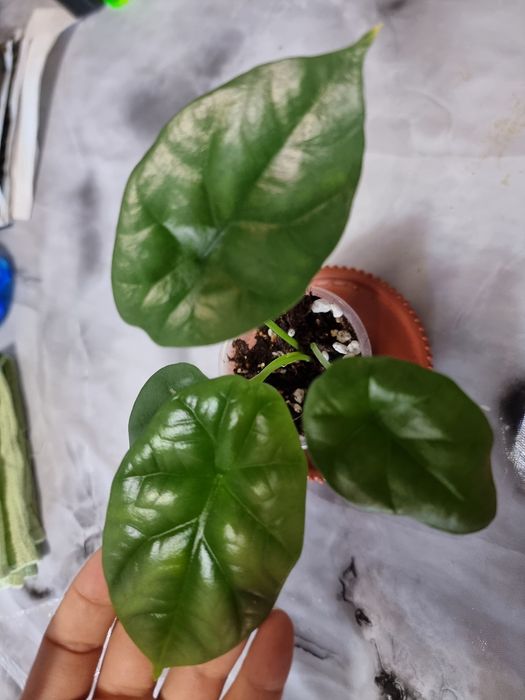 Комнатных цветок Алоказия Серебряный Драгон Готов в пол парник без тар