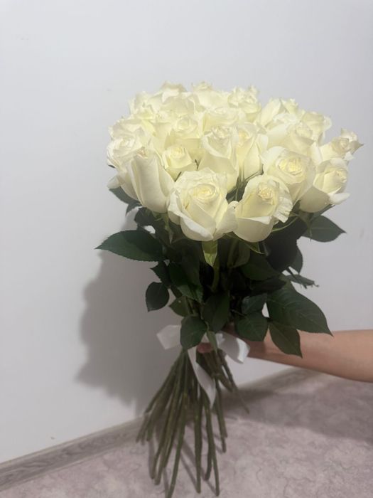 Свежи жаңа келді